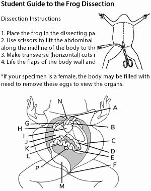 Frog Dissection Pre Lab Worksheet Best Of Frog Dissection – Student Guide