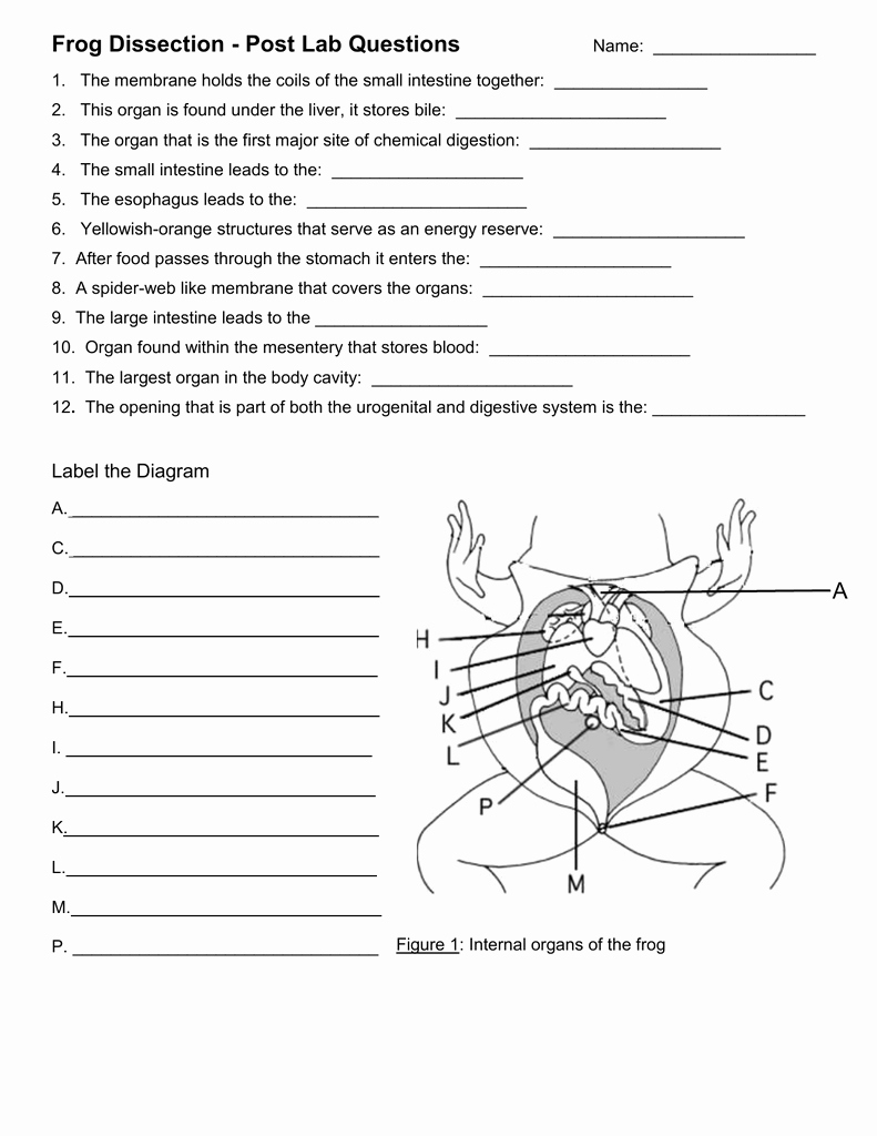 Frog Dissection Pre Lab Worksheet Best Of Post Lab Questions Diagram