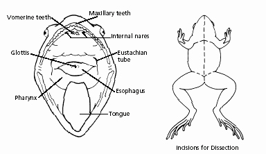 Frog Dissection Pre Lab Worksheet Elegant Frog Dissection Tutorial and Worksheet Diagrams to