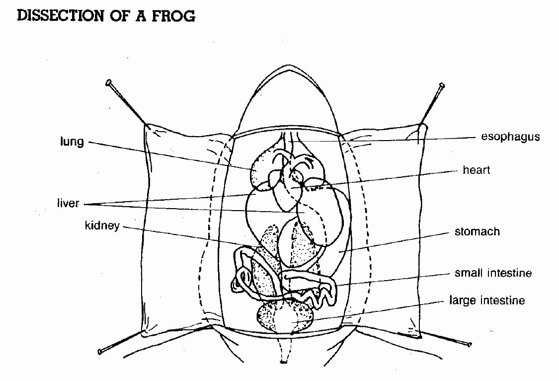 Frog Dissection Pre Lab Worksheet Fresh Dissection Of A Frog Diagram