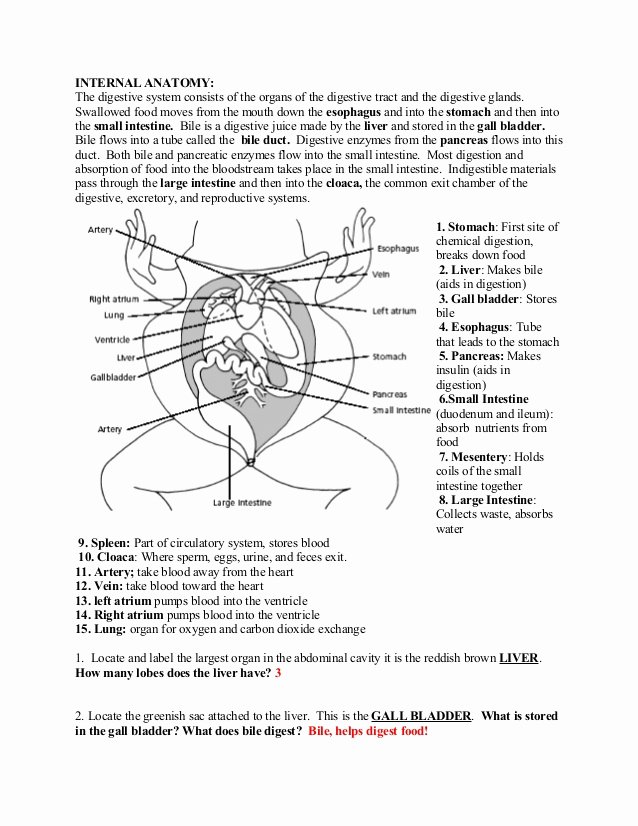Frog Dissection Pre Lab Worksheet Inspirational Frog Dissection Lab Answer Key