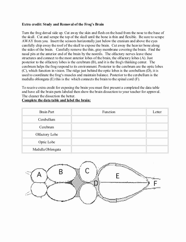 Frog Dissection Pre Lab Worksheet Luxury Frog Dissection Lab Answer Key