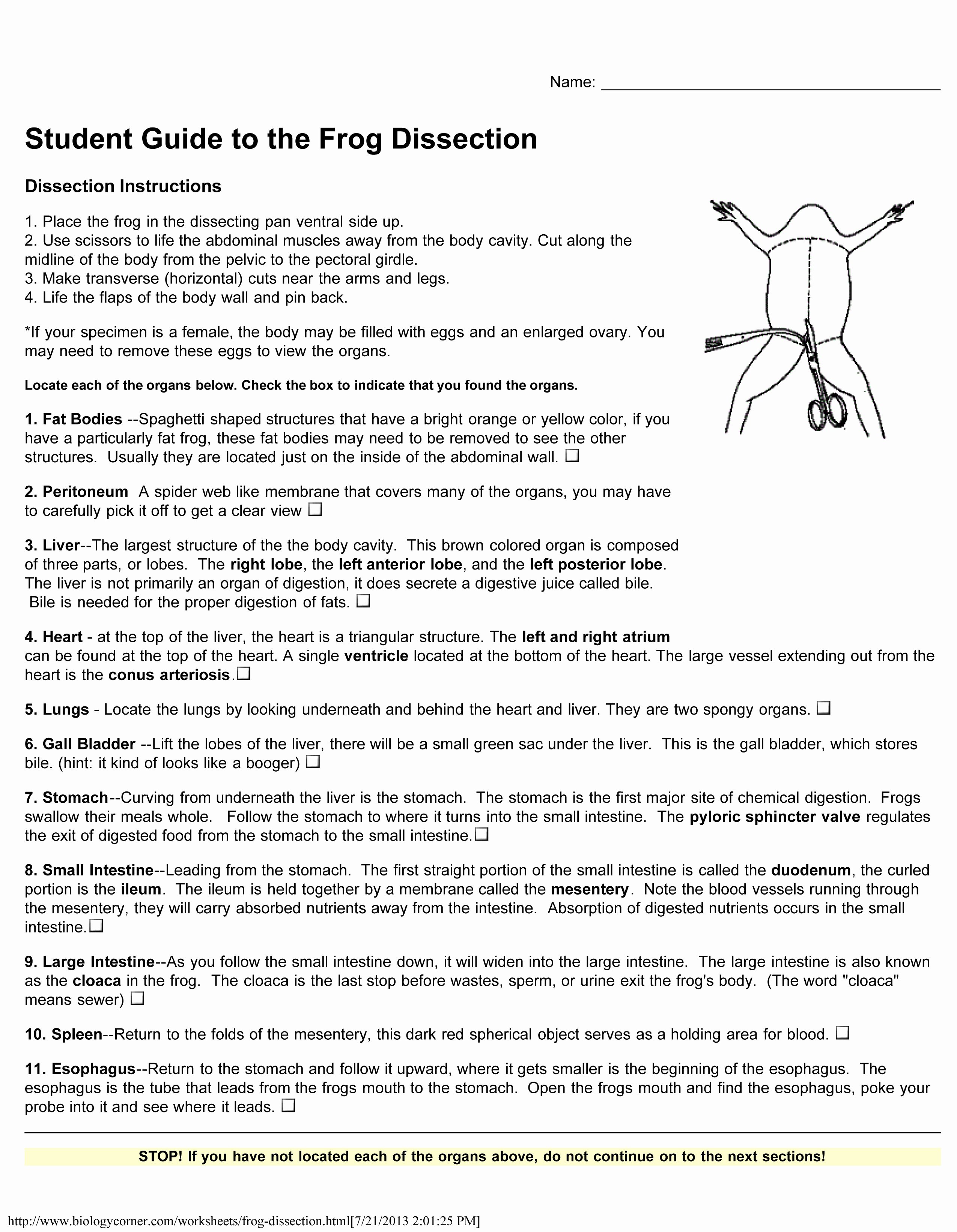 Frog Dissection Pre Lab Worksheet Unique Advance Preparation and Class Materials Walker Stem