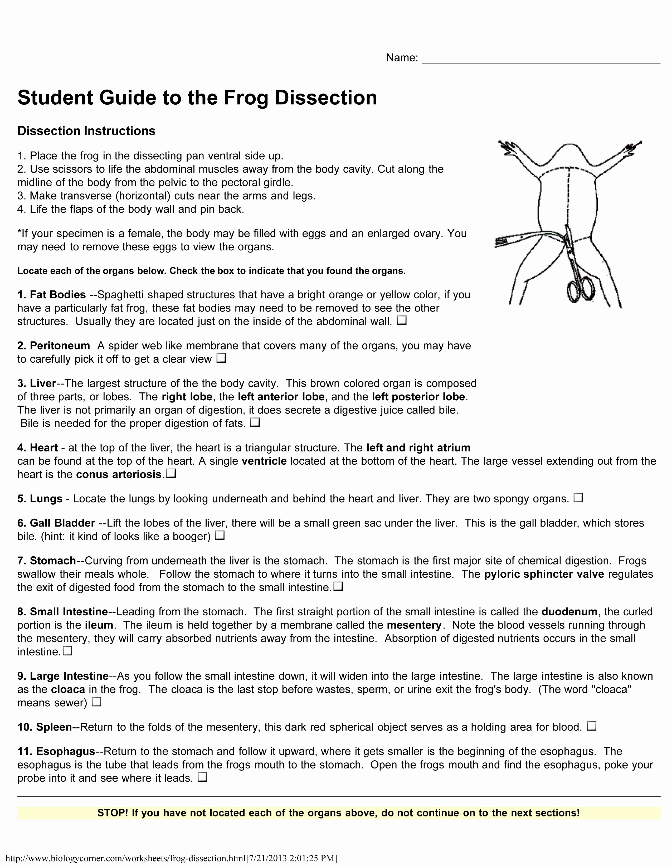 50 Frog Dissection Pre Lab Worksheet Chessmuseum Template Library