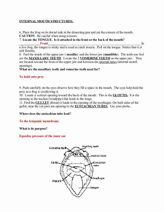 Frog Dissection Worksheet Answer Key Best Of Frog Dissection Worksheet