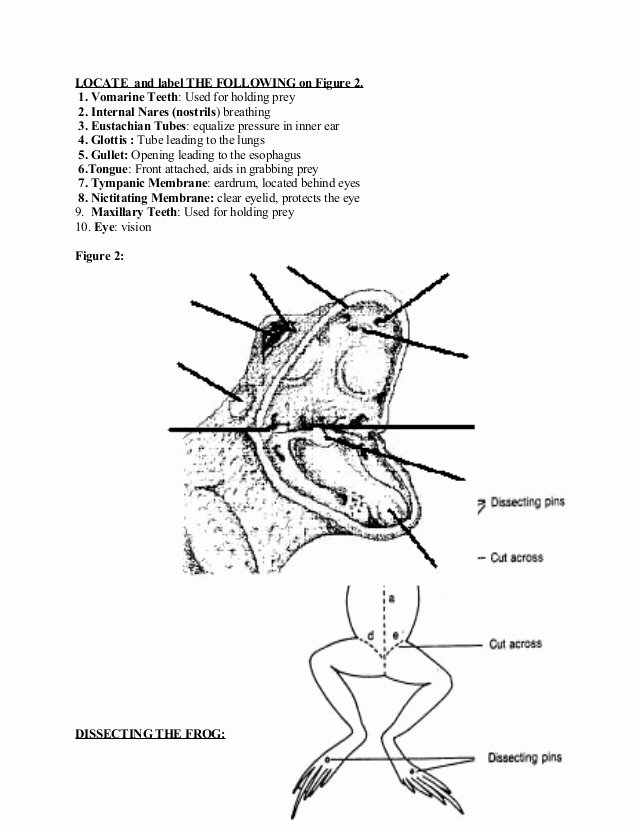 Frog Dissection Worksheet Answer Key Inspirational Frog Mouth Diagram