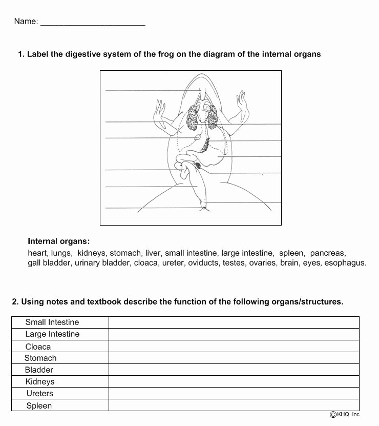 Frog Dissection Worksheet Answer Key Unique Frog Dissection Worksheet Answers