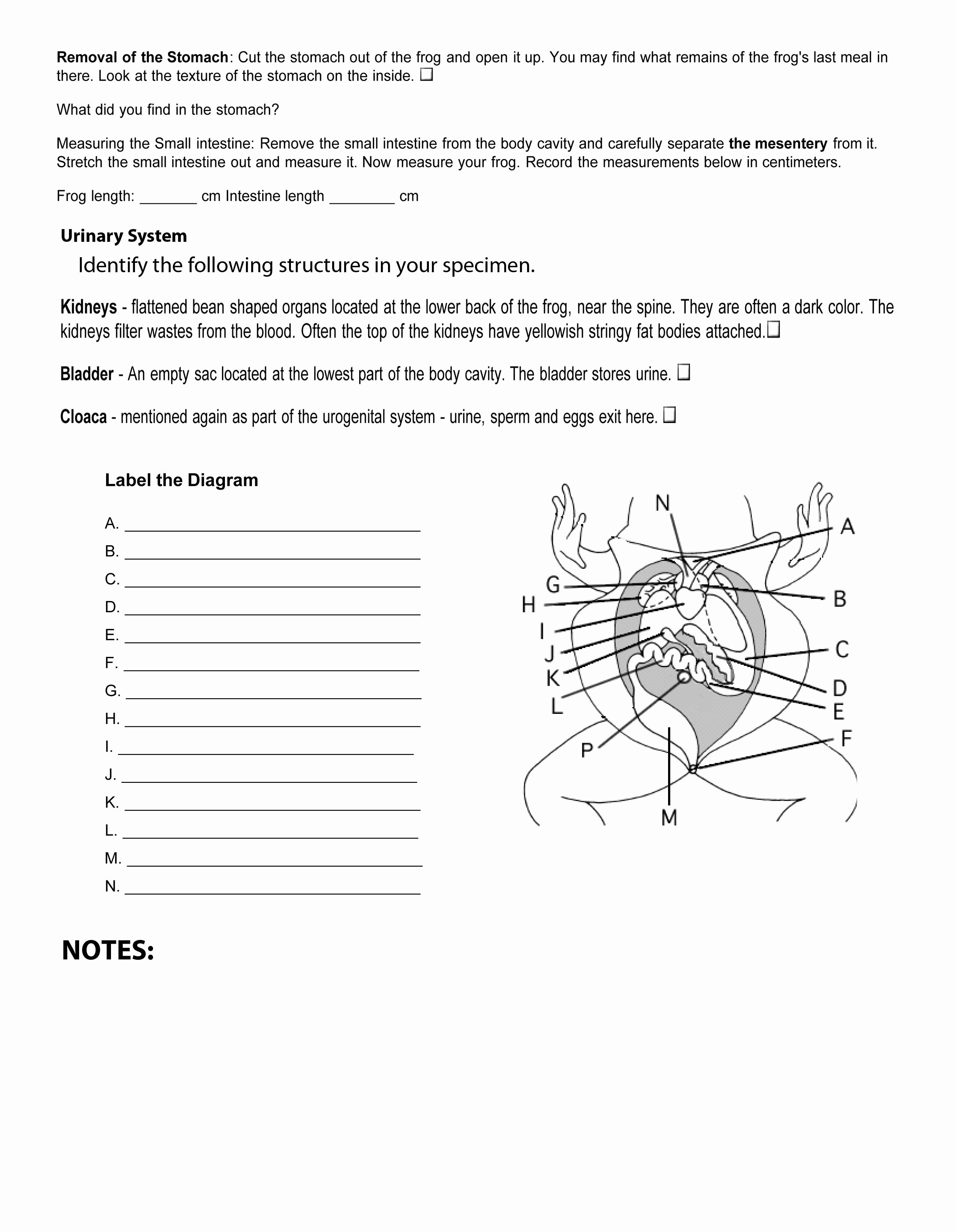 Frog Dissection Worksheet Answer Key Unique Printables Of Frog Dissection Lab Worksheet Middle School