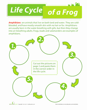 Frog Life Cycle Worksheet Awesome Life Cycle Of A Frog Worksheet
