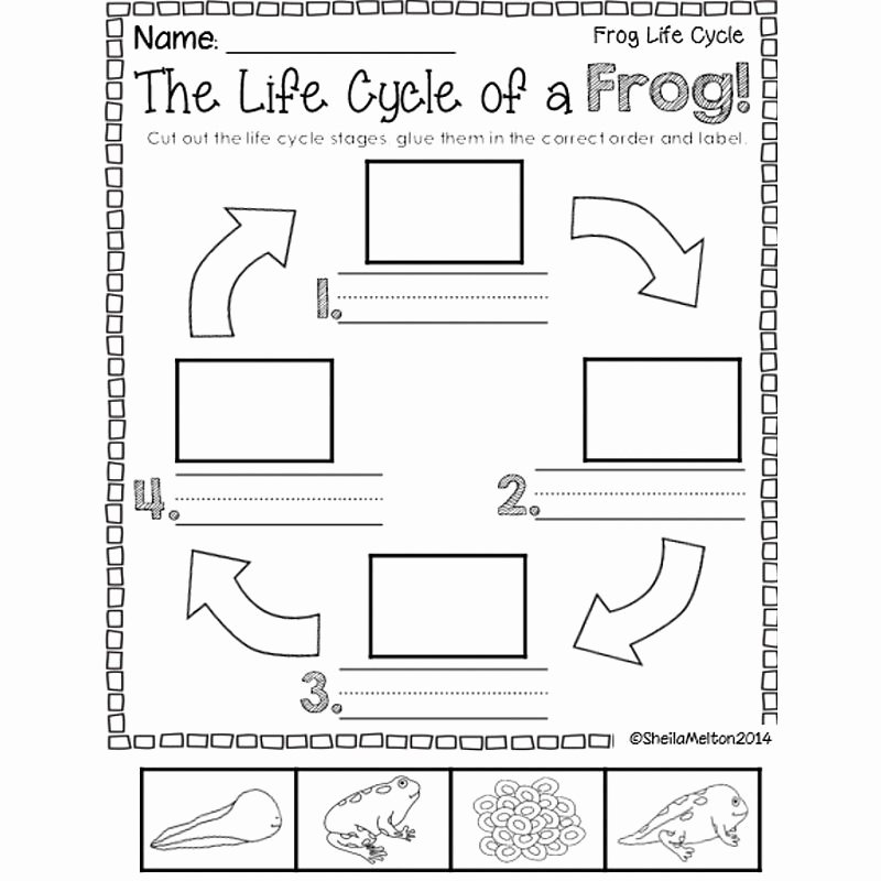 Frog Life Cycle Worksheet Beautiful Life Cycle Of A Frog Worksheet Printables Frog Life Cycle