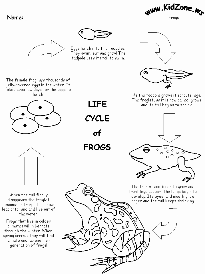 Frog Life Cycle Worksheet Best Of Frog Activity Sheet Frog Life Cycle