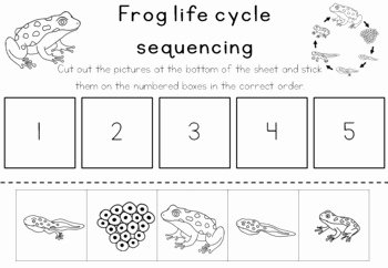 Frog Life Cycle Worksheet Best Of Frog Life Cycle Sequencing Activity Worksheet by Little