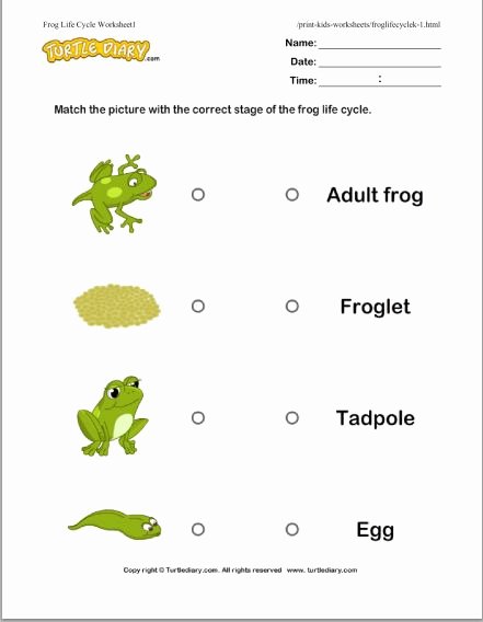 Frog Life Cycle Worksheet Best Of Life Cycle Of A Frog Free Educational Videos K 2