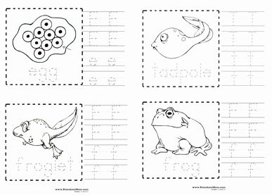 Frog Life Cycle Worksheet Fresh Frog Preschool Printables Preschool Mom