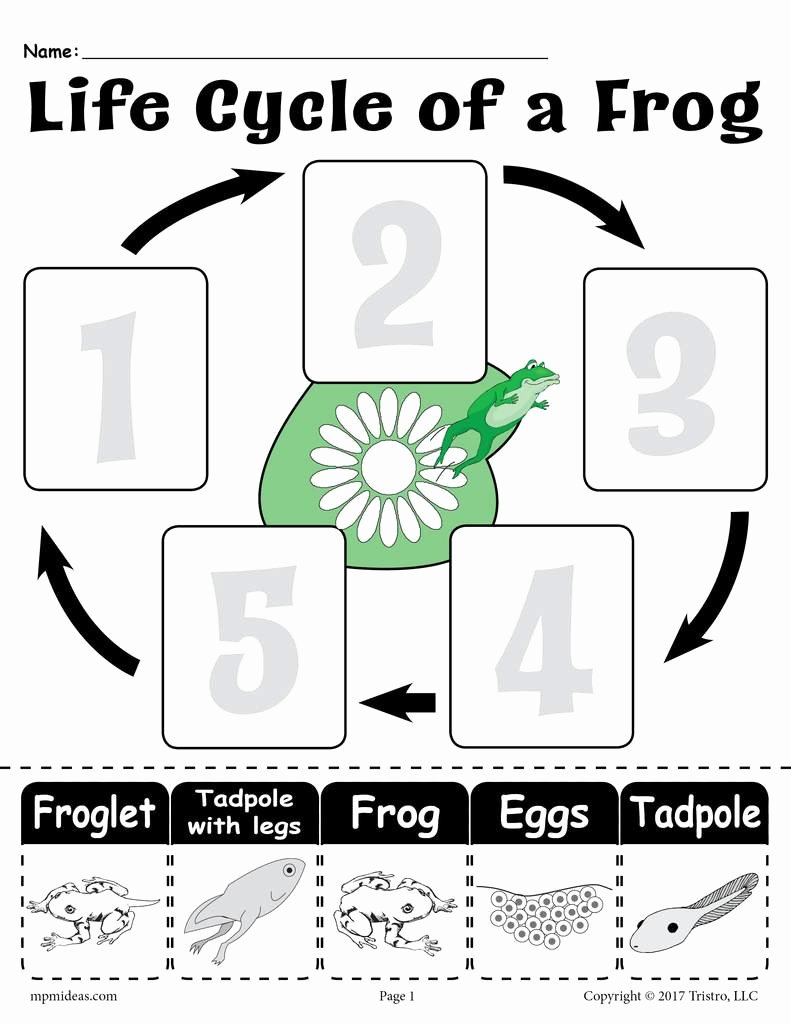 Frog Life Cycle Worksheet Inspirational &quot;life Cycle Of A Frog&quot; Free Printable Worksheet – Supplyme