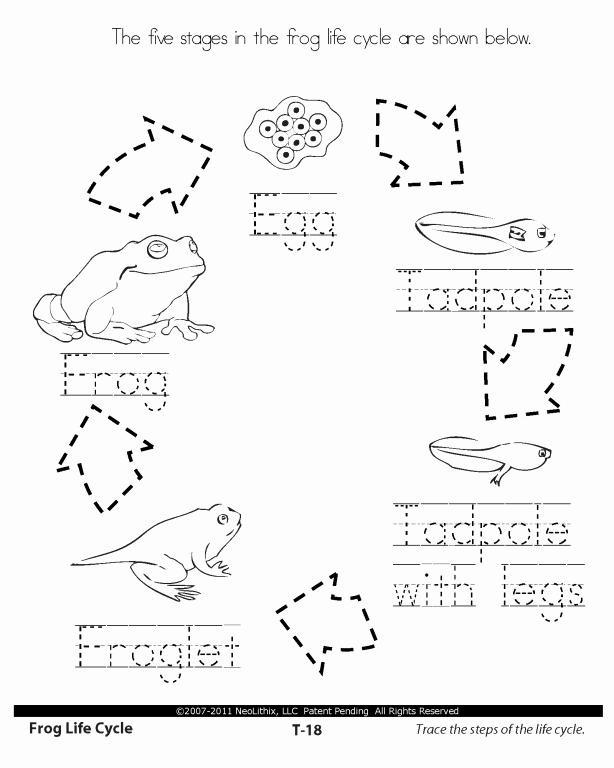 Frog Life Cycle Worksheet Inspirational Sample 1st Grade Science Stages In the Life Cycle