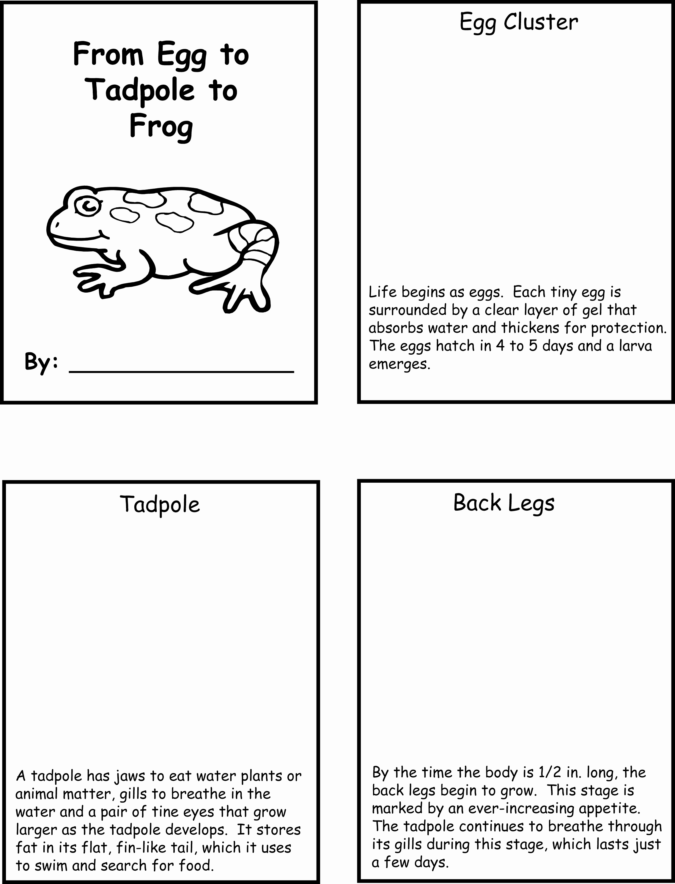 Frog Life Cycle Worksheet Lovely Frog Lifecycle Life Cycles Pinterest