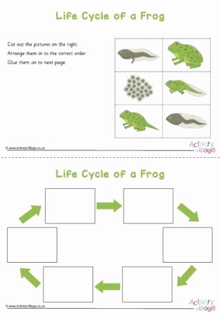 Frog Life Cycle Worksheet Lovely Frog Worksheets