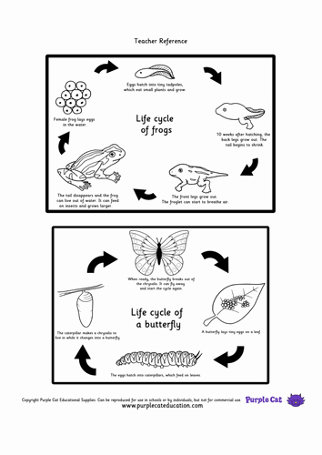 Frog Life Cycle Worksheet Lovely Life Cycles Frog &amp; butterfly Activity by Purplecated