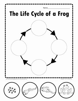 Frog Life Cycle Worksheet Luxury Frog Life Cycle by Jennifer Hier at Early Learning Ideas