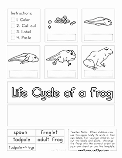 Frog Life Cycle Worksheet Luxury Life Cycle Of A Frog Cut and Paste Activity