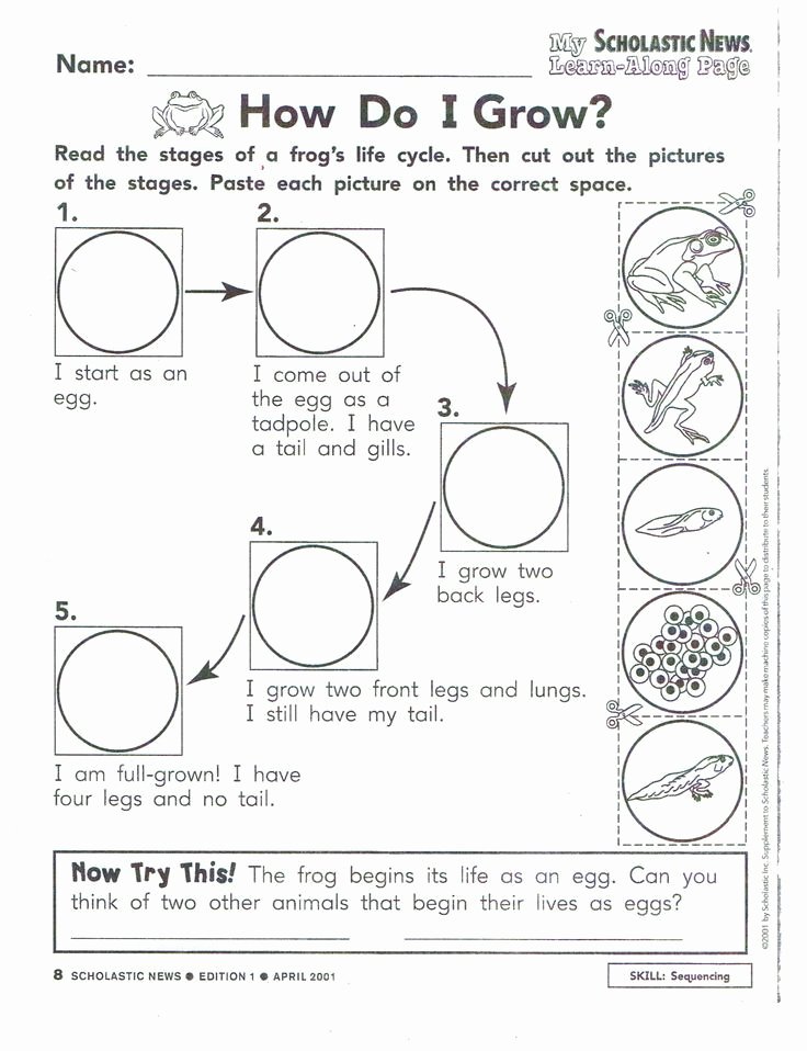 Frog Life Cycle Worksheet New Frog Life Cycle Уроки Science