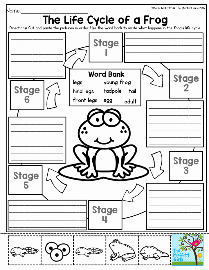 Frog Life Cycle Worksheet New the Life Cycle Of A Frog Kids Love to Learn About the
