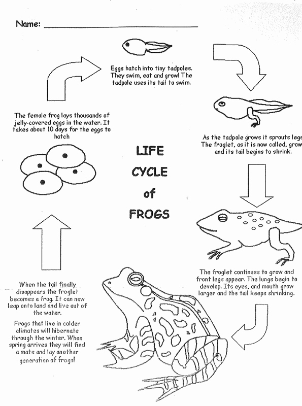 Frog Life Cycle Worksheet Unique Day 5 Life Cycles Of A Frog Elementary Life Cycles