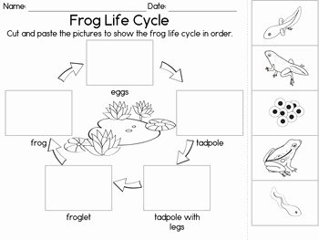 Frog Life Cycle Worksheet Unique Frog Life Cycle 3 Part Cards Observation Journal and