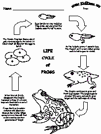 Frogs Life Cycle Worksheet Awesome Frog Activities