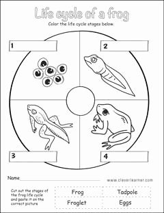 Frogs Life Cycle Worksheet Awesome Life Cycle Worksheets for Preschools