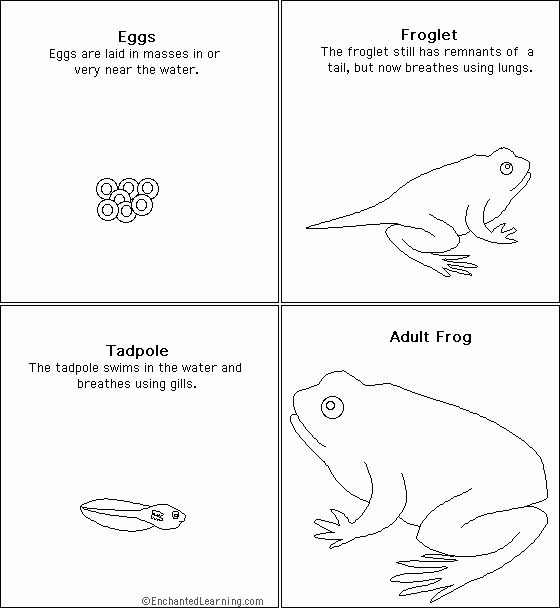 Frogs Life Cycle Worksheet Elegant Frog Cycle Activities