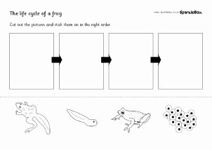 Frogs Life Cycle Worksheet Fresh Frog Life Cycle and Growth Teaching Resources Sparklebox
