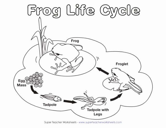 Frogs Life Cycle Worksheet Fresh Frog Life Cycle Lesson Plan for 2nd Grade