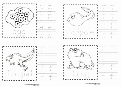 Frogs Life Cycle Worksheet Fresh Frog Preschool Printables Preschool Mom