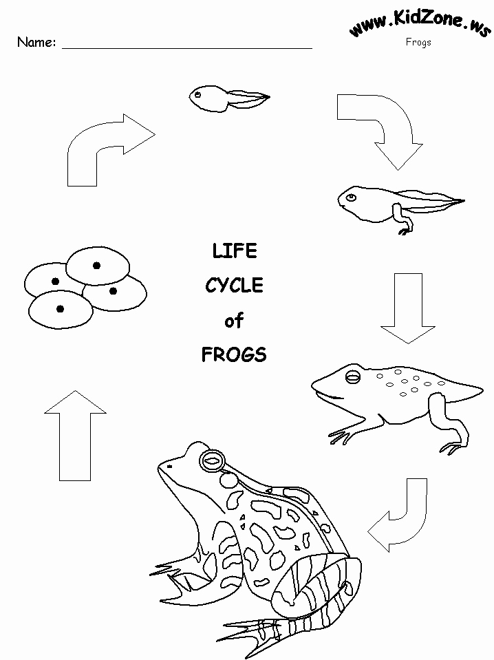 Frogs Life Cycle Worksheet Luxury Frog Activity Sheet Frog Life Cycle