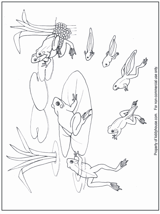 Frogs Life Cycle Worksheet Luxury Life Cycle A Frog Drawing at Getdrawings