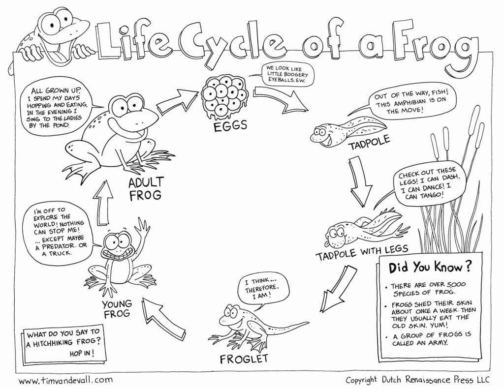 Life Cycle Of A Frog Worksheet 2 Studyladder Interactive Learning Games