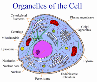 Function Of the organelles Worksheet Beautiful Cell Structure Biology with Whited at Liberty north High