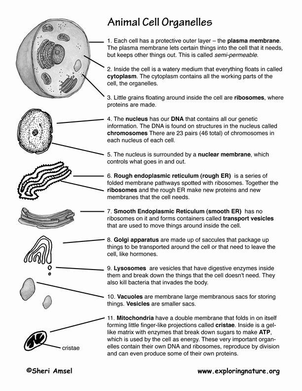 Function Of the organelles Worksheet Best Of Cell organelles