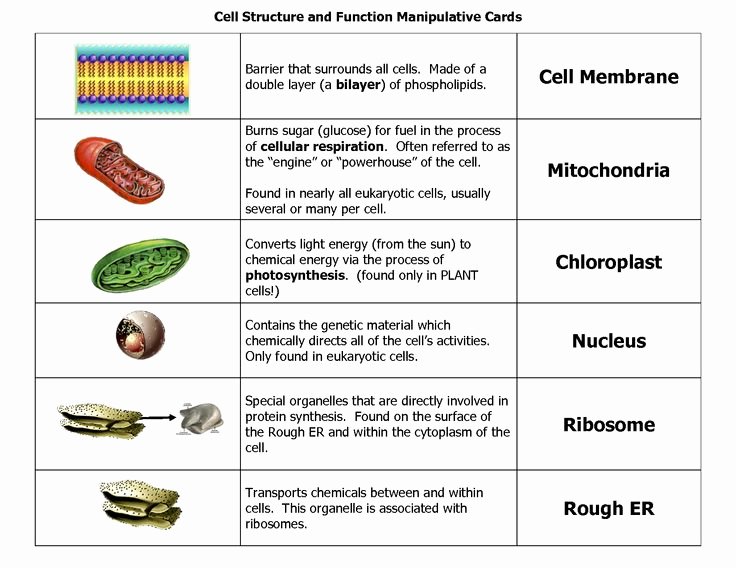 Function Of the organelles Worksheet Fresh 19 Best Resume Images On Pinterest