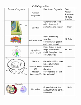 Function Of the organelles Worksheet Inspirational Function Of the organelles