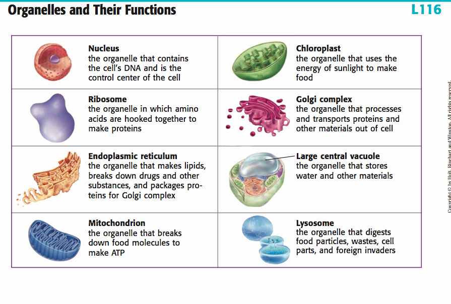 Function Of the organelles Worksheet Inspirational Yr9 topic 2 Cells Amazing World Of Science with Mr Green
