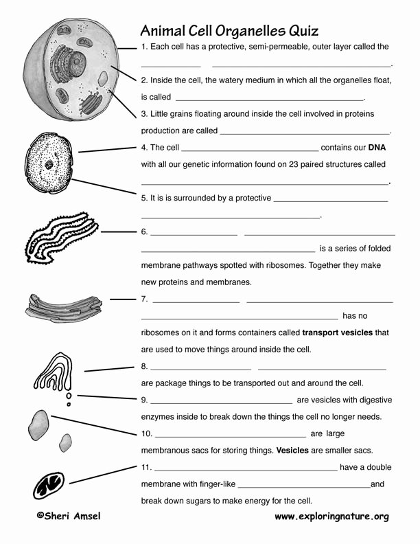 Function Of The Organelles Worksheet