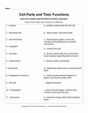 Function Of the organelles Worksheet Lovely Cell Parts Functions