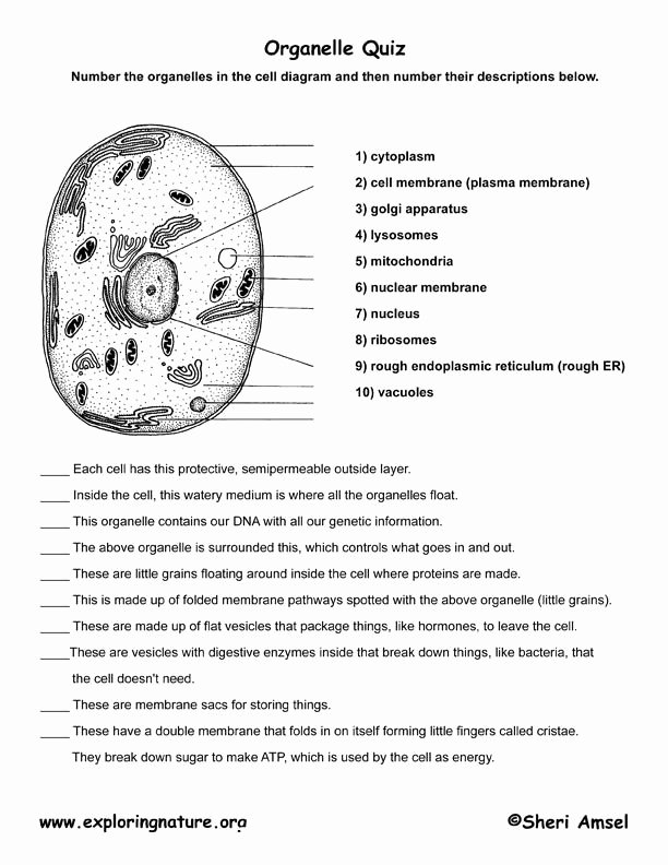 Function Of the organelles Worksheet Luxury Cell organelle Quiz