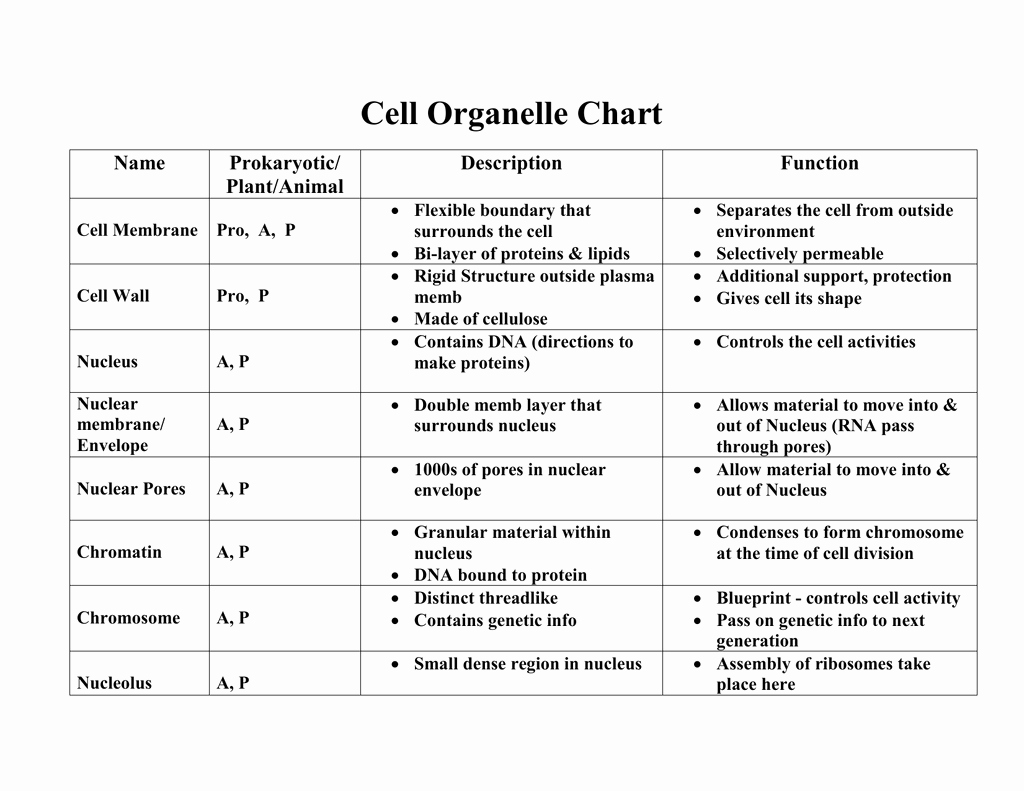 50 Function Of The Organelles Worksheet