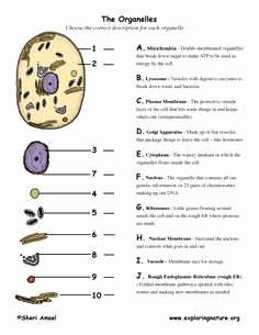 Function Of the organelles Worksheet Unique Eukaryotic Cell Structure and Function Chart Google