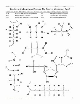 Functional Group Practice Worksheet Lovely Biochemistry Functional Groups Activity for High School