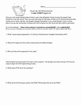 Gel Electrophoresis Worksheet Answers Awesome Cozy Gel Electrophoresis Homework assignment 16what is the